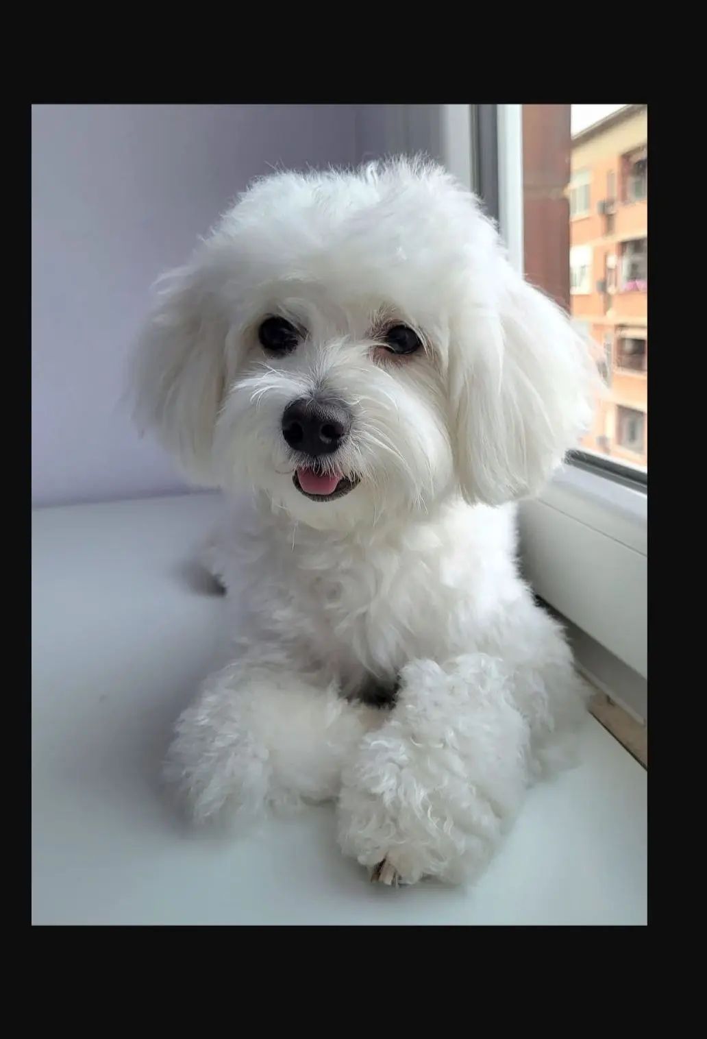 cagna reunited   09049 Crabonaxa/Villasimius Mei