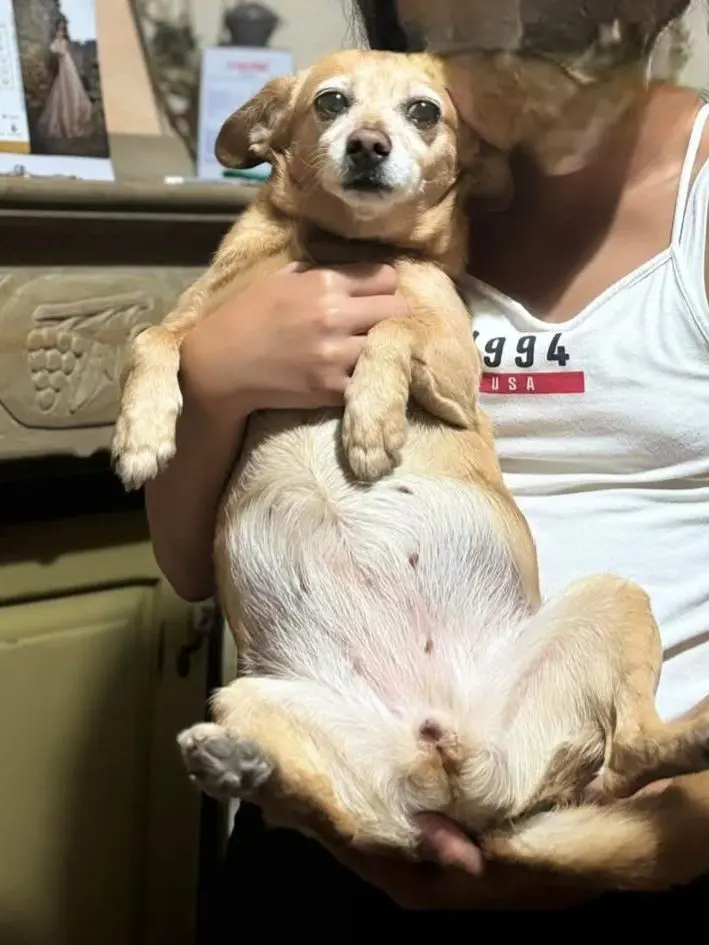 cagna reunited   09020 Forru/Collinas Milly