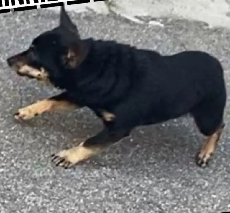 cagna reunited   09010 Biddaramosa/Vallermosa Minnie