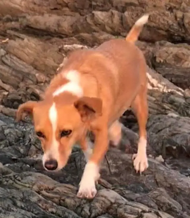 cagna reunited   09040 Brucei/Burcei Nami