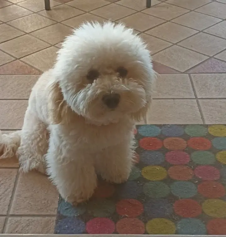 cagna reunited   09049 Crabonaxa/Villasimius Neve