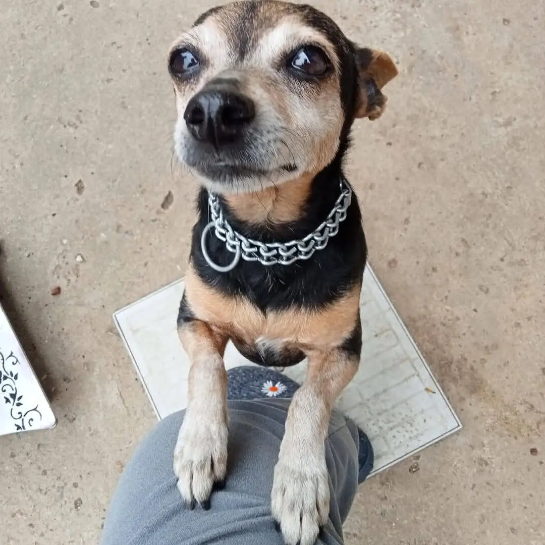 cagna reunited   09040 Donori Peppa