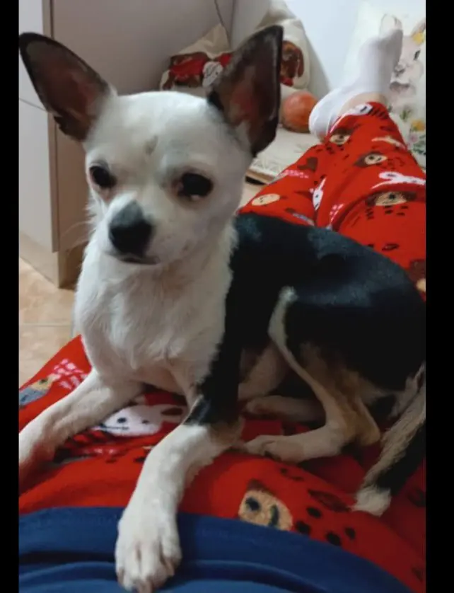 cagna reunited   09041 Patiolla/Dolianova Sally