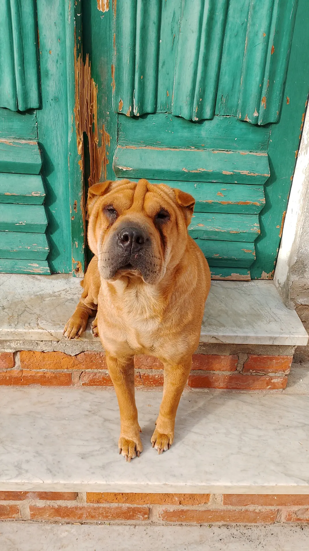 cagna reunited   09015 Domunoas/Domusnovas Zoe