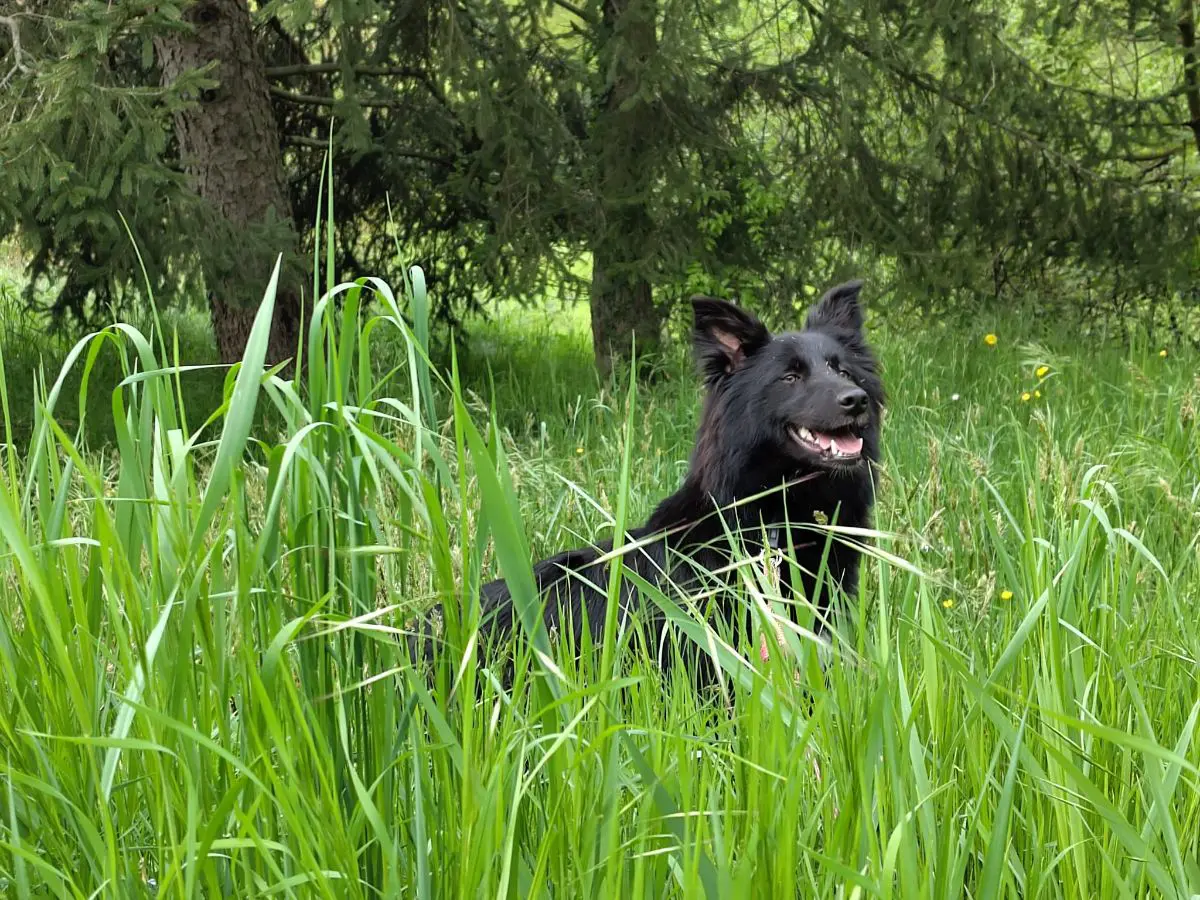 cagna reunited   17024 Finale Ligure China