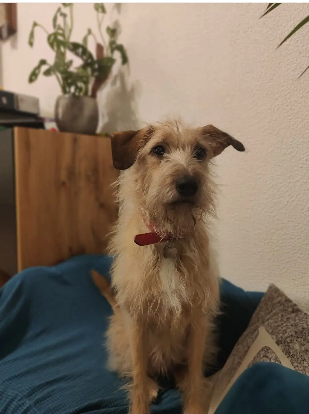 cagna reunited   17028 Spotorno Runa