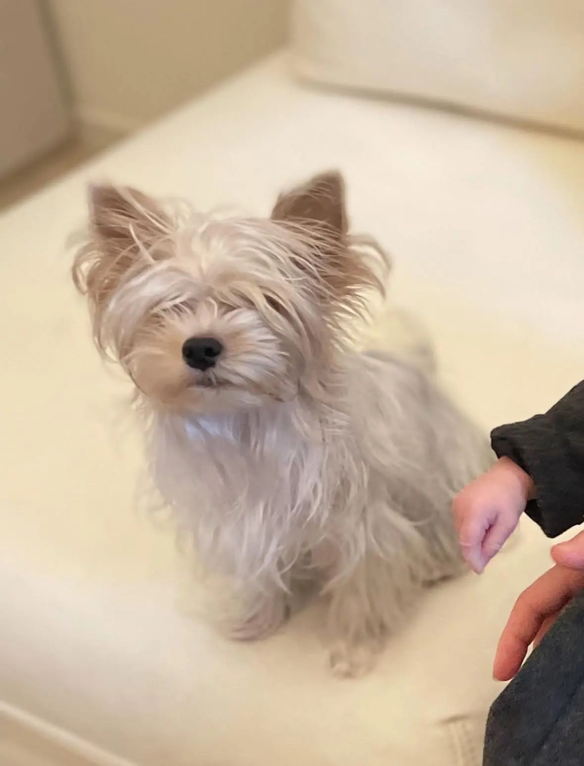 cagna reunited   17100 Savone Tirma