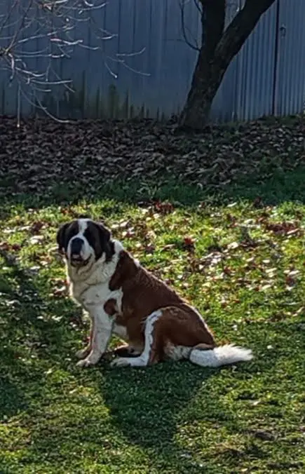 cagna reunited    Lombardore Iris