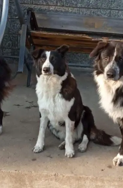 cagna reunited    Collegno Lola