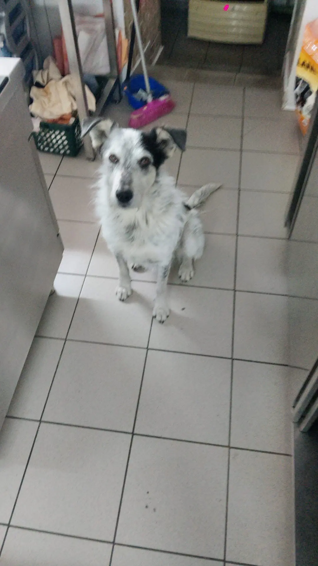 cagna reunited    Roletto Macchia e neve