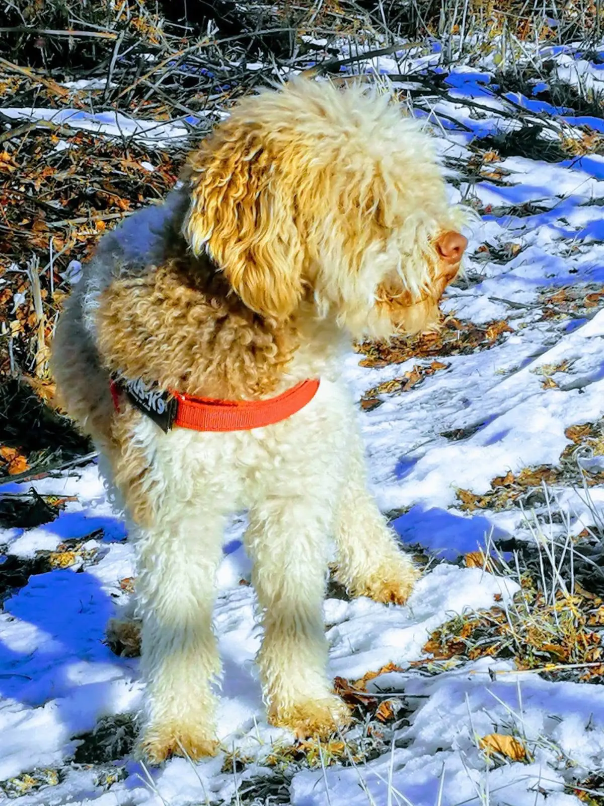 cagna reunited    Bruino Mou