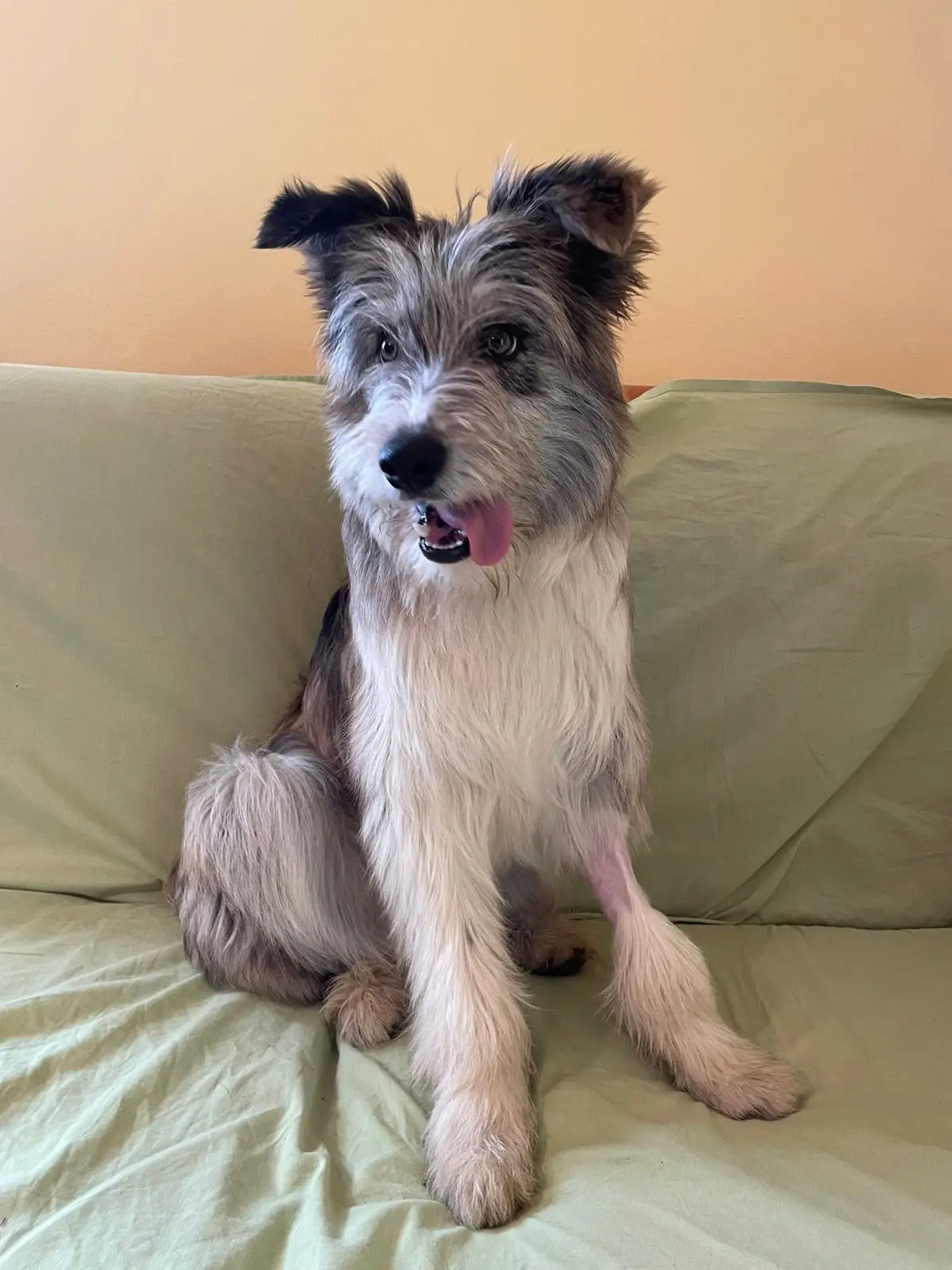 cagna reunited   10044 Pianezza Tata