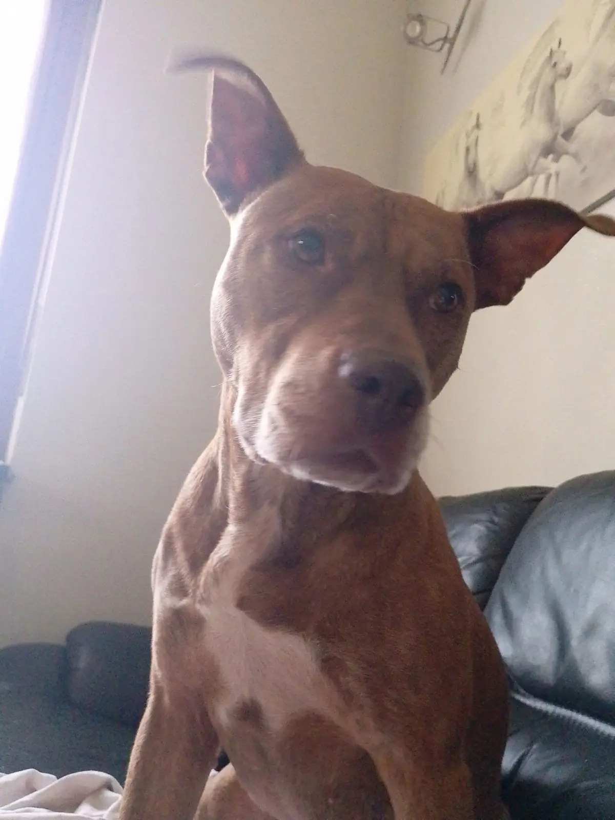 cagna reunited    Turin Aru