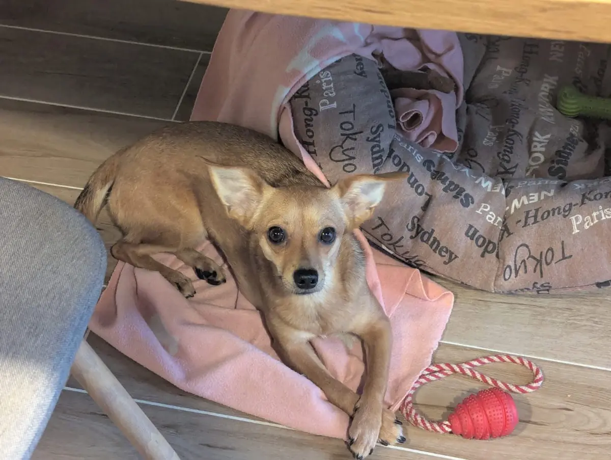 cagna reunited    Turin Lizzy