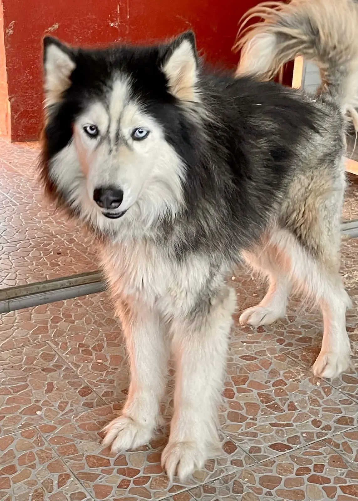 cagna reunited    Barbania Uvetta