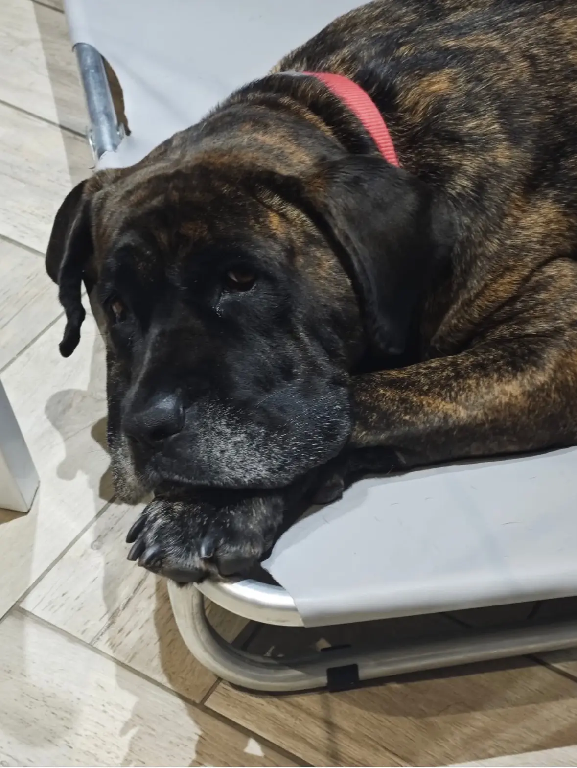 cagna reunited   91026 Mazara del Vallo Roxanne