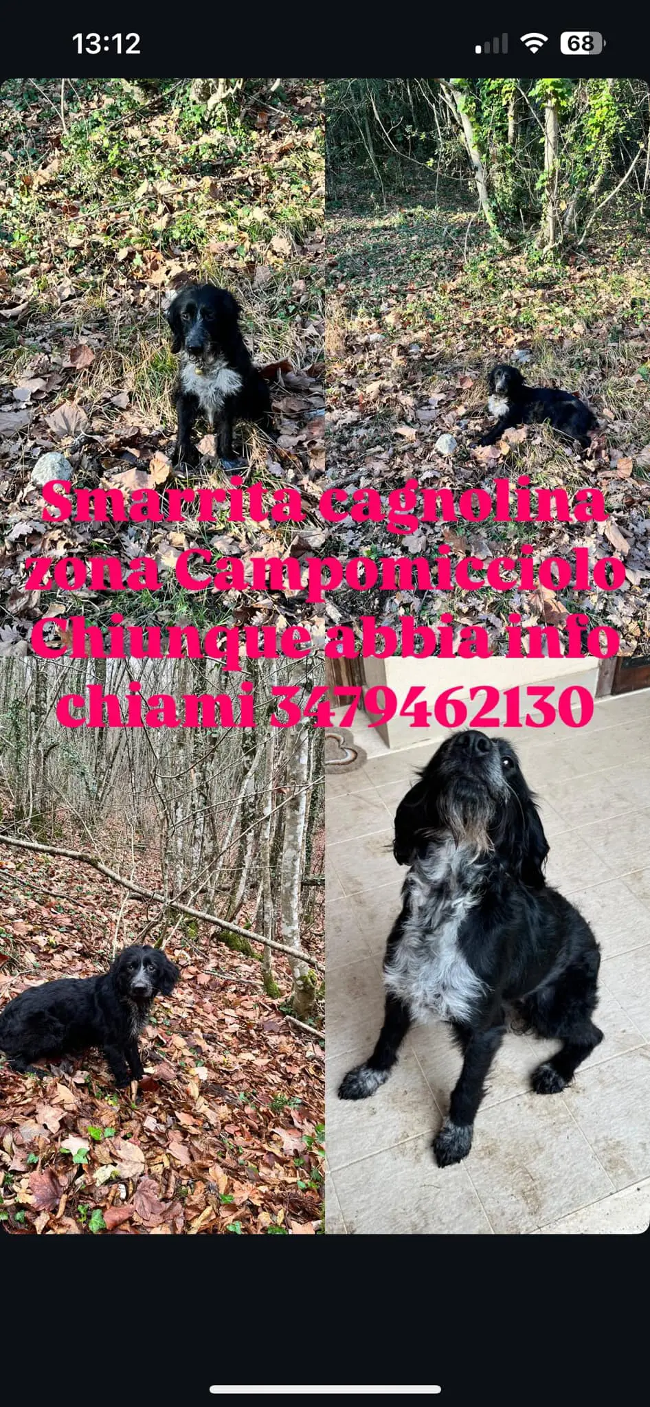 cagna reunited   05100 Terni Lea