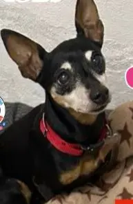 cagna reunited   33042 Buttrio Cleo