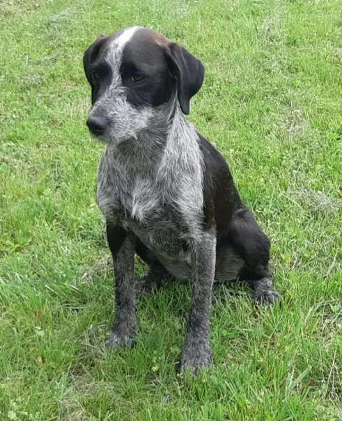 cagna reunited   33020 Cavazzo Carnico Numa