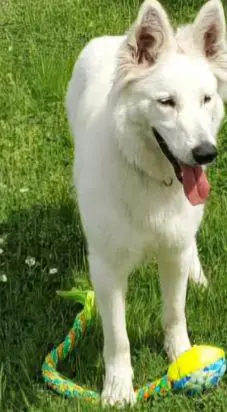 cagna reunited   33100 Udine / Udin Luna