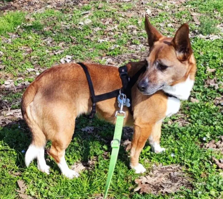 cagna reunited   21047 Saronno Marcia