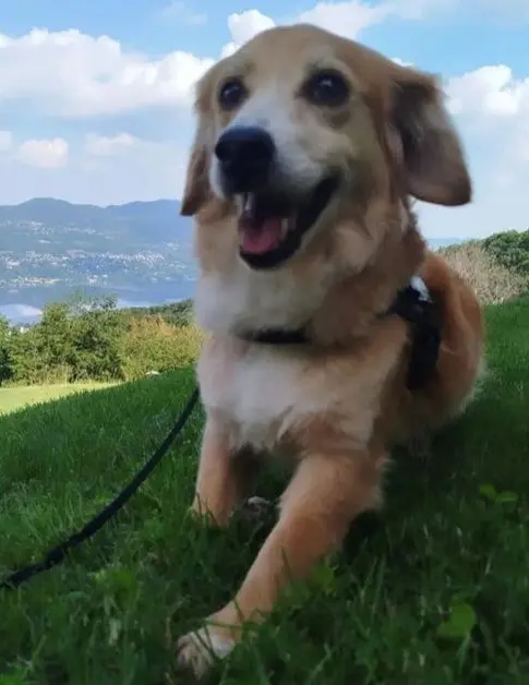 cagna reunited   21047 Saronno Mia