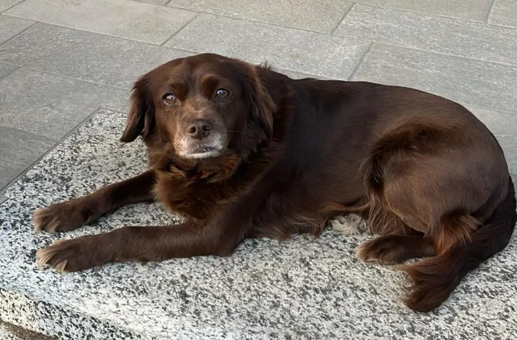 cagna reunited   21016 Luino Nebbia