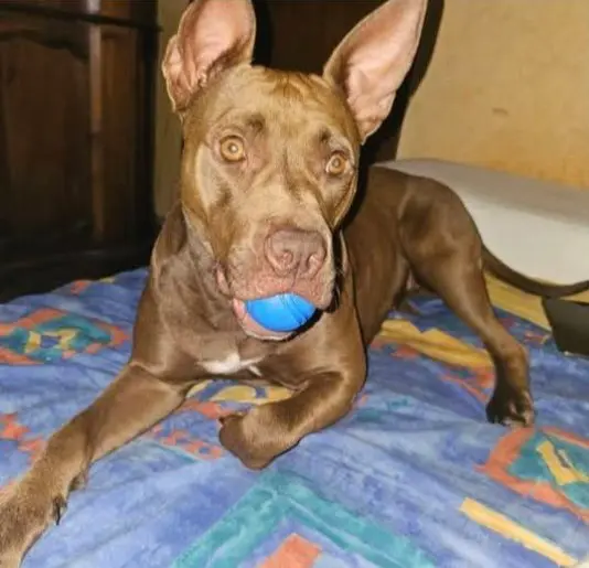 cagna reunited   21016 Luino Zara