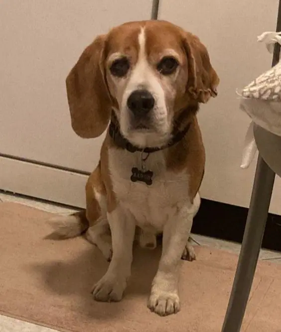 cane lost   11024 Châtillon Aaron