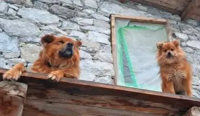 cane lost    Bionaz Luna e nasbuck