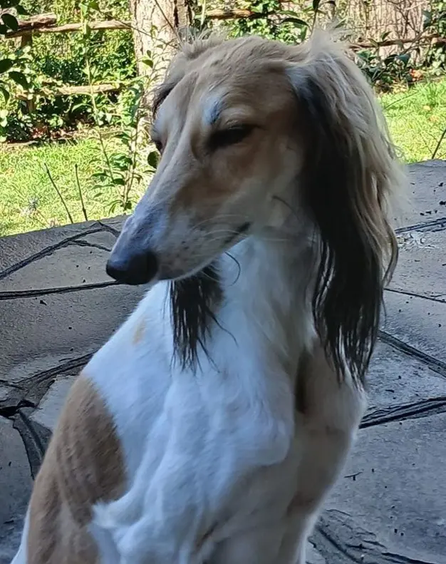 cane lost    Montjovet Nino