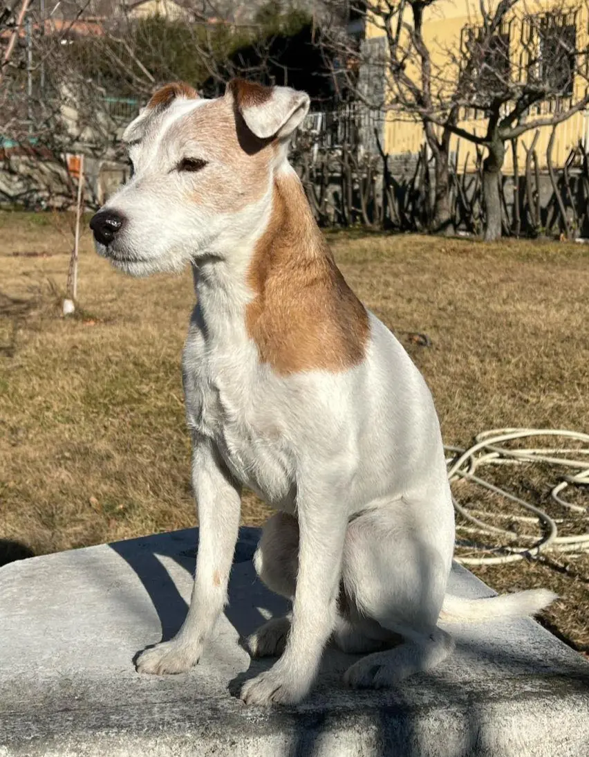 cane lost   11027 Saint-Vincent Nemo