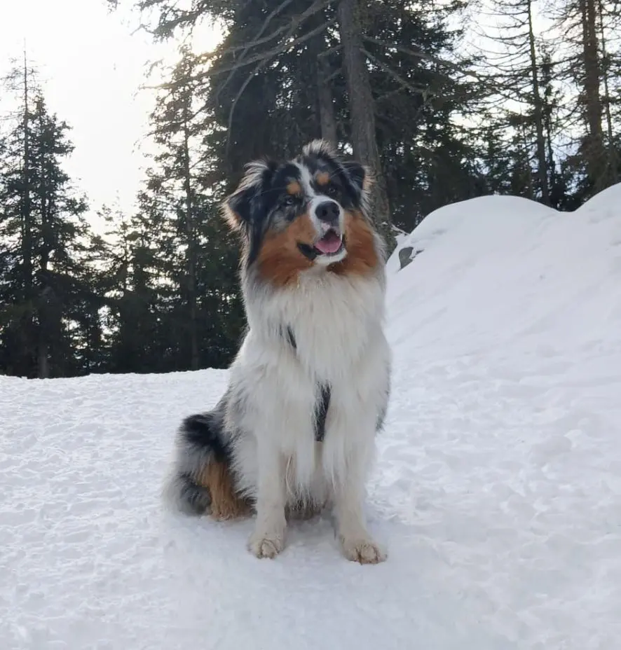 cane lost    Torgnon Light