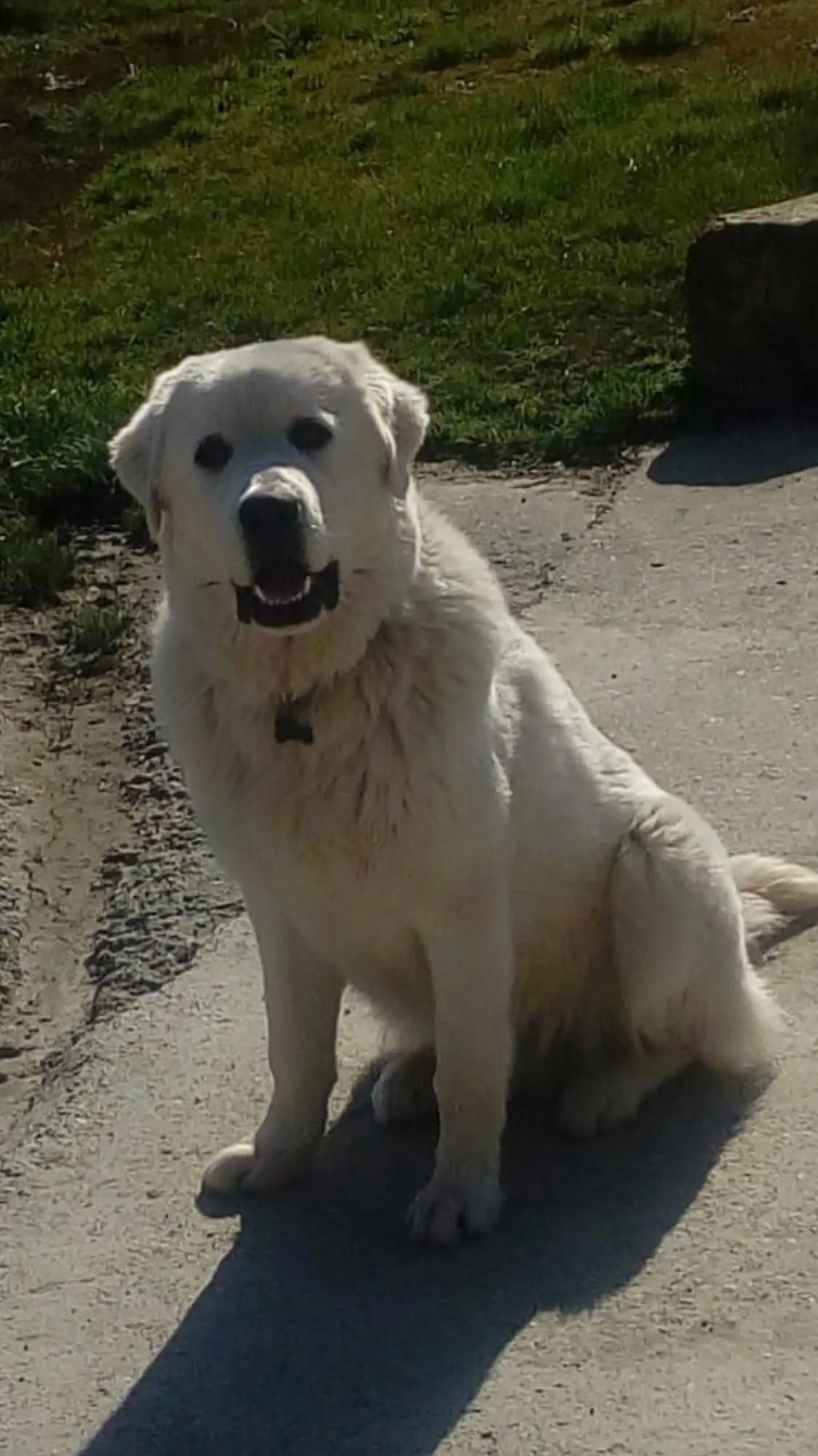 cane lost   15029 Solero Full