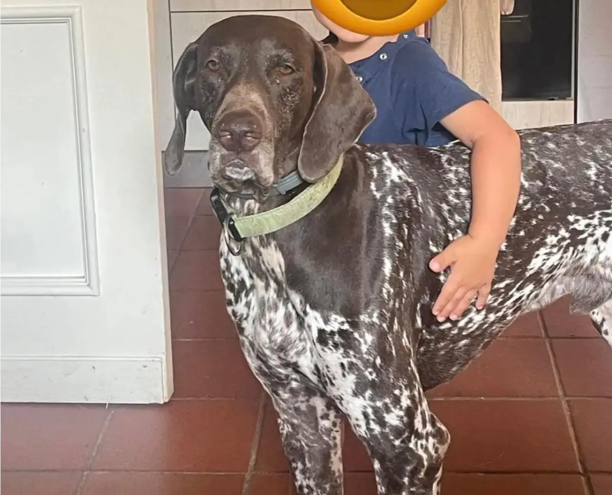 cane lost   15061 Arquata Scrivia Lapo