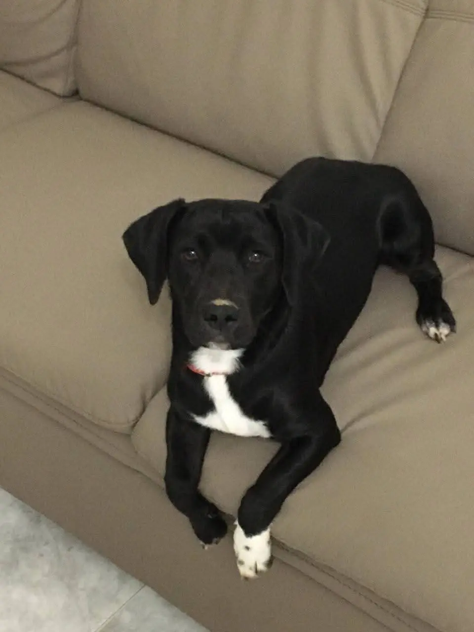 cane lost    Ancône Axel