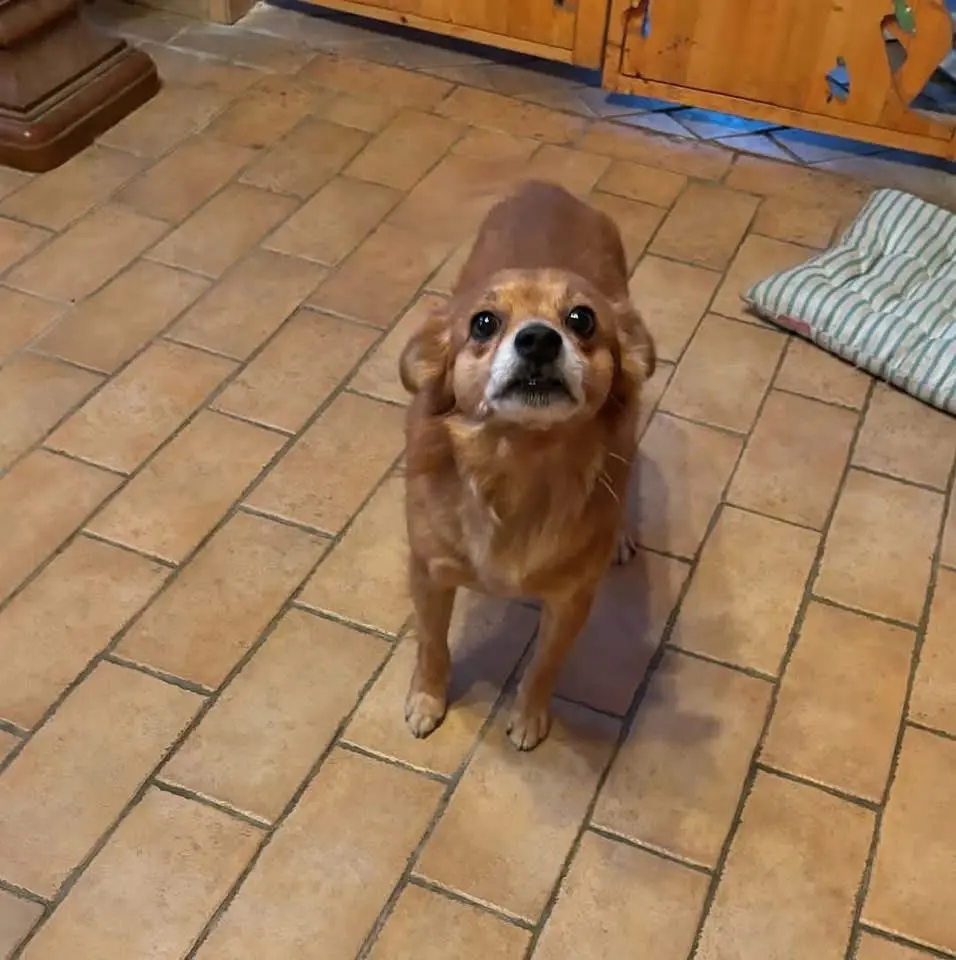 cane lost   60018 Montemarciano Jack