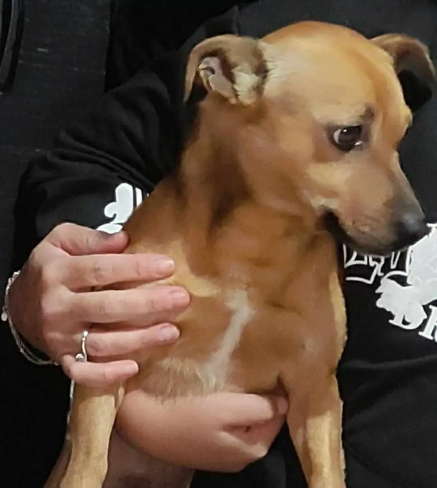 cane lost    Cupra Marittima Puffo