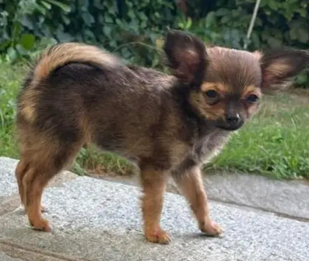 cane lost   14022 Castelnuovo Don Bosco Coco