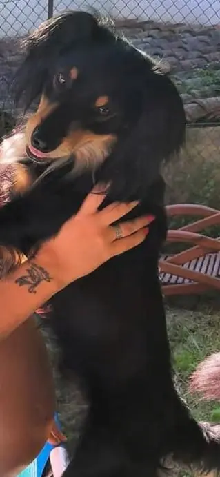 cane lost    Mombercelli Ken