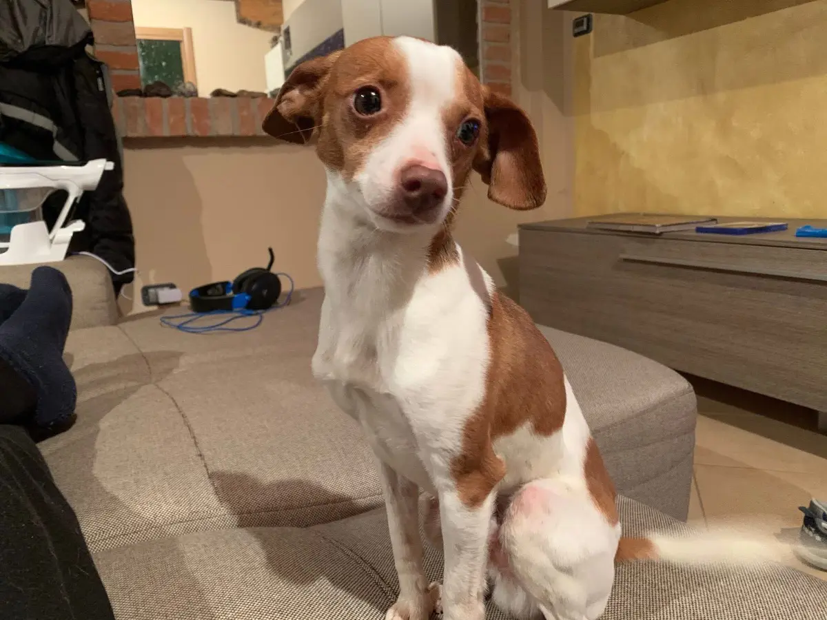 cane lost    Mongardino Trico