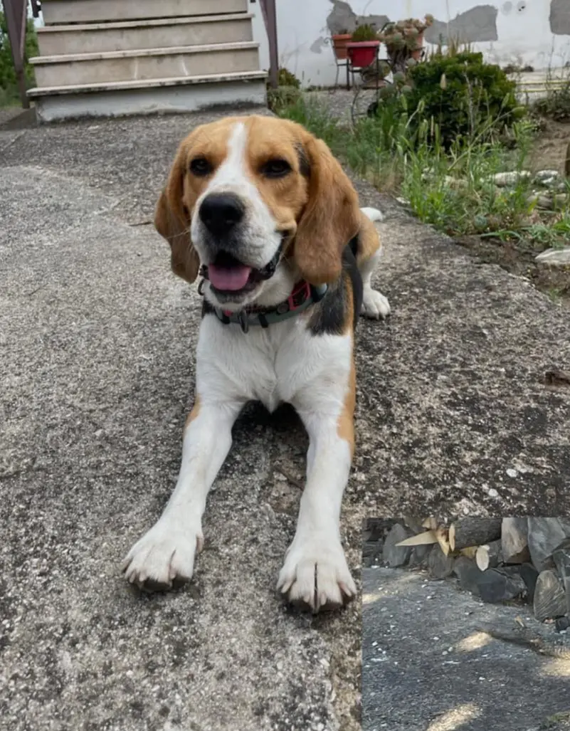 cane lost    San Mango sul Calore Rayan