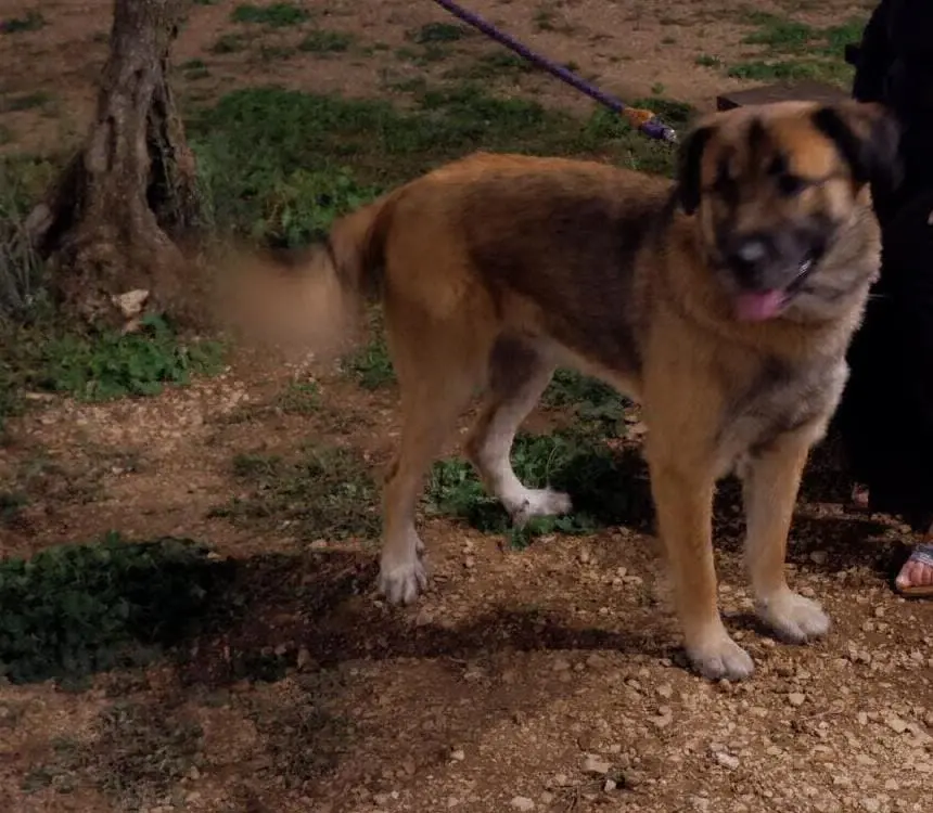 cane lost   70037 Ruvo di Puglia Aron