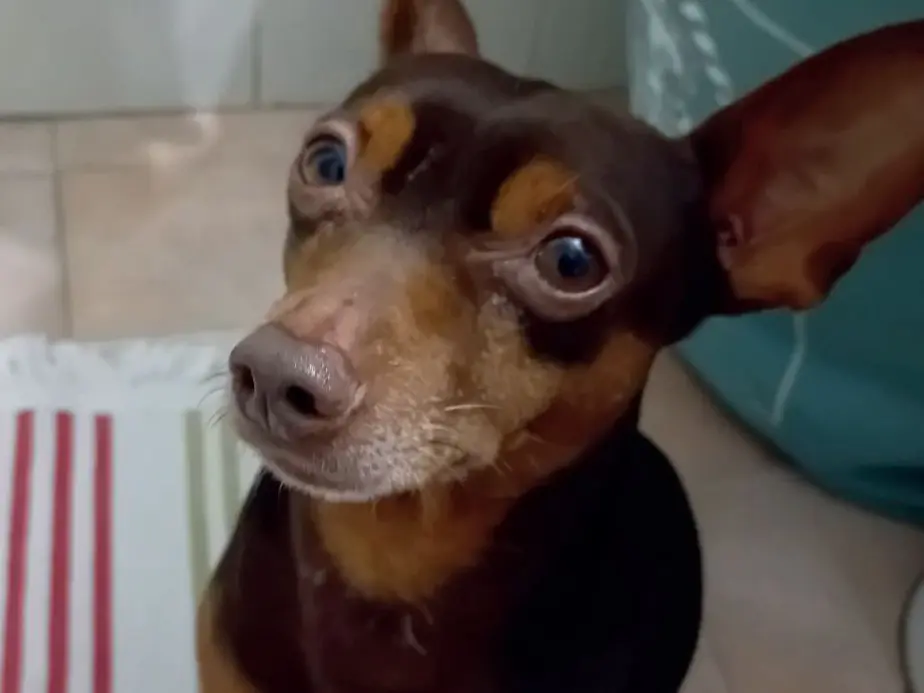 cane lost   70056 Molfetta Dizzy