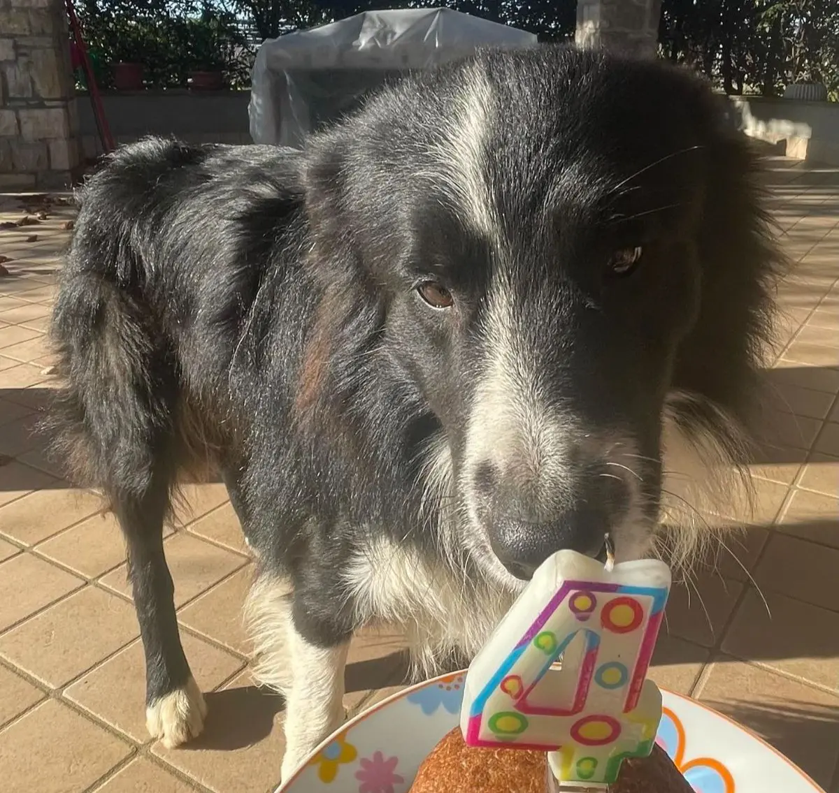 cane lost   24060 Bolgare Argo