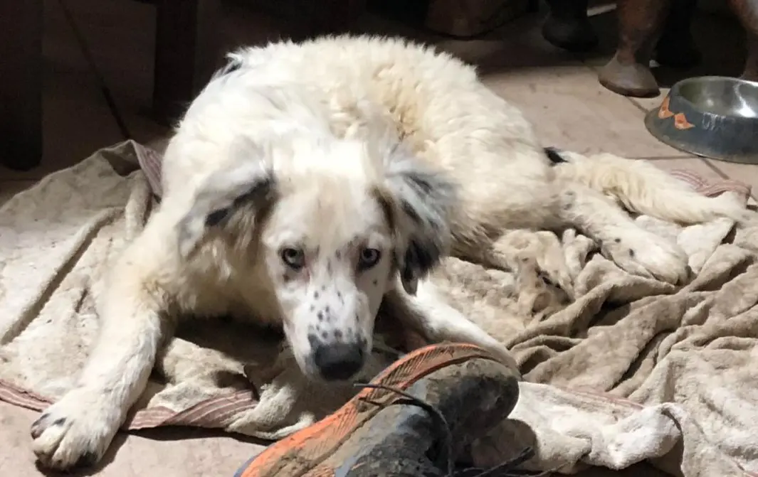 cane lost   24021 Albino Ciccio