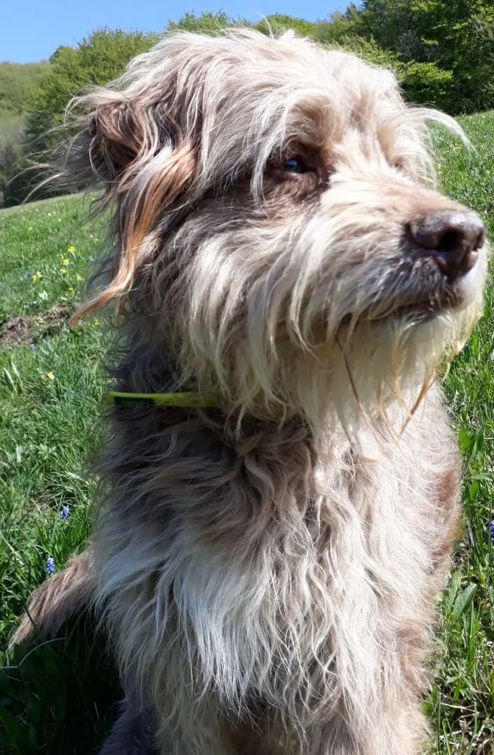 cane lost   24060 Parzanica Ciccio