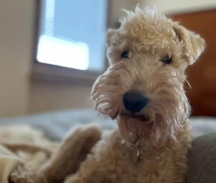 cane lost   24040 Stezzano Cooper