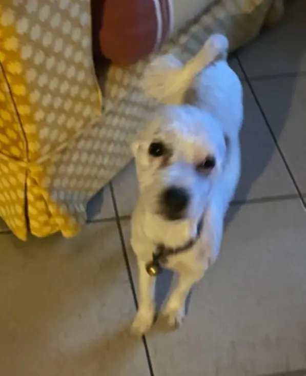 cane lost   24020 Oneta Dik