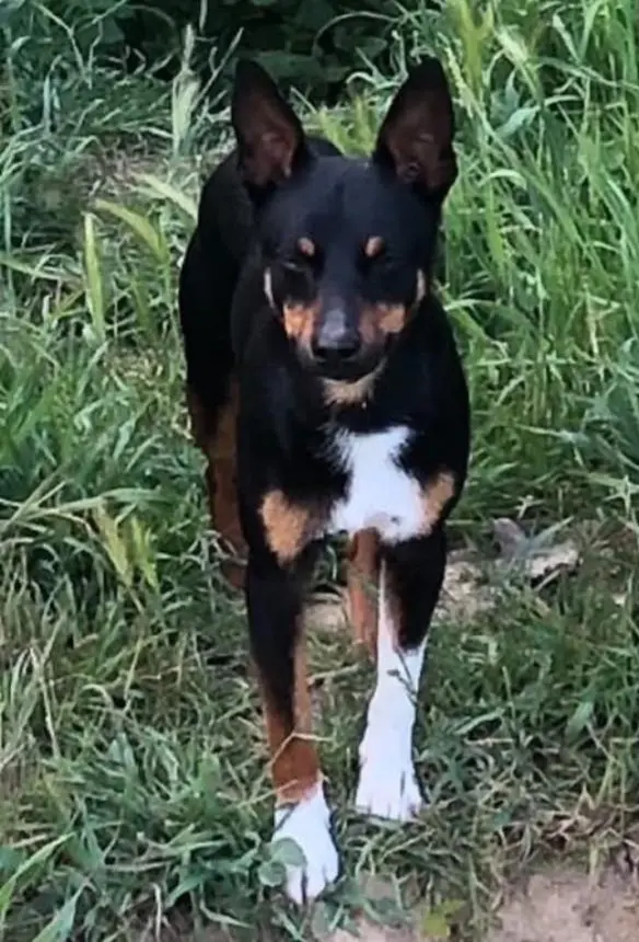 cane lost   24055 Cologno al Serio Lucky